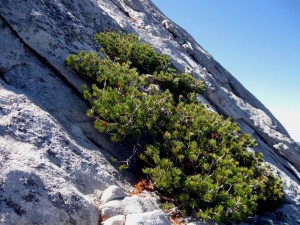 tenayapine Foxtail Pine on Tenaya Peak