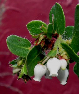 Arctostaphylos John Dourley