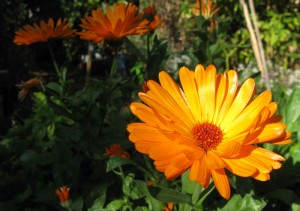 Calendula