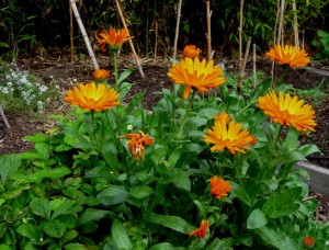 Blessed Calendula