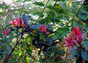 Fuchsia and Spicebush
