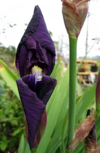Bearded Iris