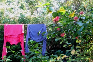 Fuschia, Spicebush, and Laundry