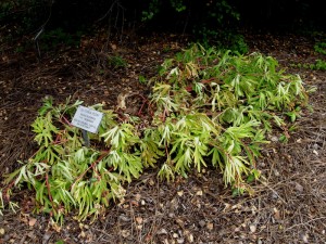 paeoniacaldormant California Peony going dormant