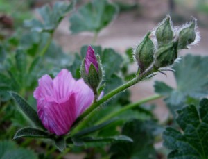 Sidalcea malviflora