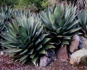 agaveshawii Agave shawii