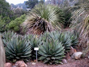 agaveshawiitilden Agave shawii