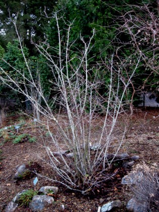 Utah Serviceberry, Amelanchier utahensis