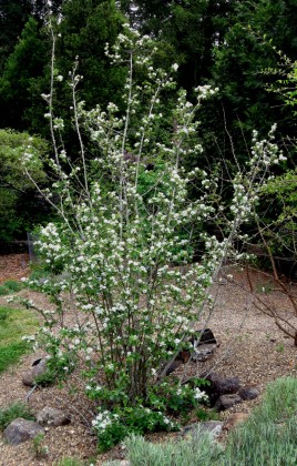 Utah Serviceberry, Amelanchier utahensis