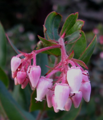 arctopajaroensisants Arctostaphylos pajaroensis Paradise