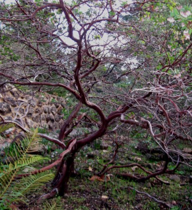 arctopajaroensisform1 Arctostaphylos pajaroensis Paradise Trunk