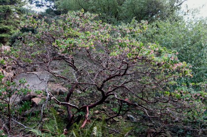 arctopajaroensisparadise11 Arctostaphylos pajaroensis Paradise