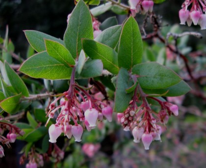 arctopajaroensisparadisebloom Arctostaphylos pajaroensis Paradise flowers