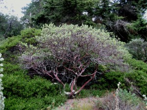 arctostaphylos Manzanita with Manzanita Backdrop