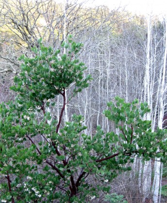 Manzanita with Aspens