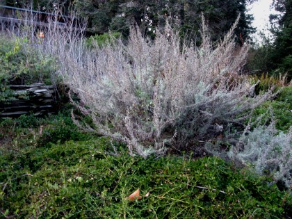 Artemisia californica with Manzanita