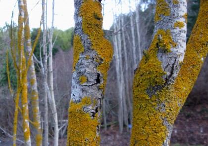 Lichen on the Aspens
