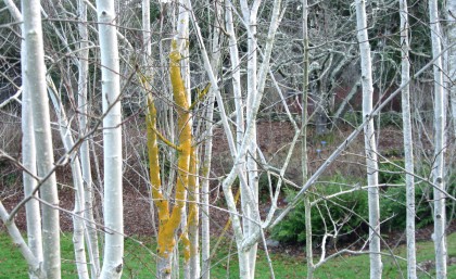Aspens