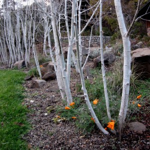 aspenswithcalpoppy Aspens with California Poppy