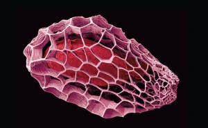 Castilleja Seed