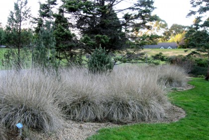 Deer Grass