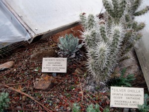 dudleyaundercoldframe Hello Dudleya
