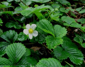 fragariavescawet Woodland Strawberry, Fragaria vesca