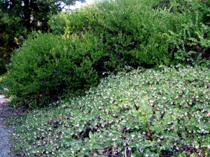 manzanitagroundcoverandshrub Manzanita Groundcover with Manzanita Shrub
