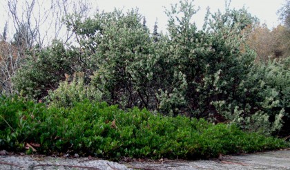 manzanitaplantingtilden Manzanita with Manzanita