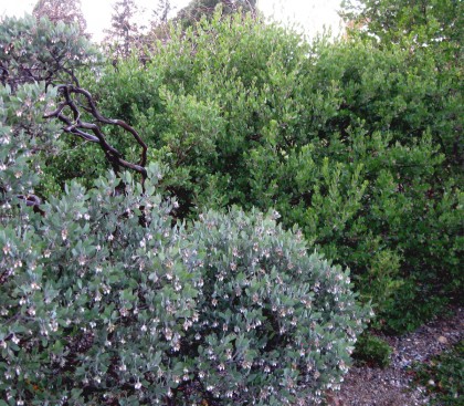 manzanitastilden1 Gray Manzanita with Green Manzanita