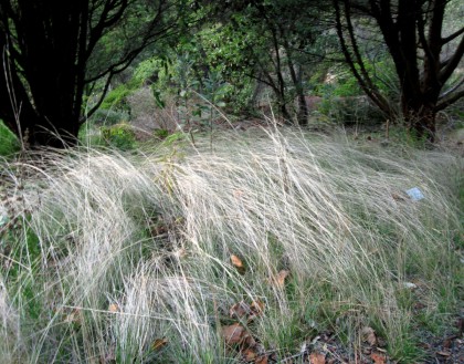 Foothill Needlegrass