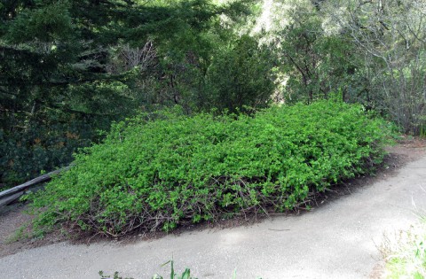 ninebarkthicketinleaf