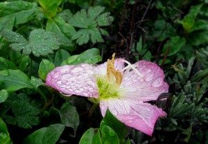 oenotheraoldandwet Mexican Primrose