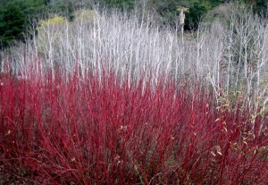 redtwigswithaspens Redtwig Dogwoods and Aspens
