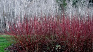 redtwigswithaspens3
