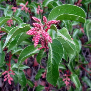 rhusovata Sugarbush, Rhus ovata