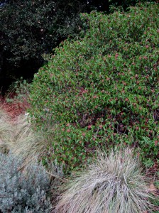 rhusovatatildenbot Sugarbush, Rhus ovata
