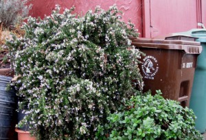 rosmarinustrashcan Rosemary with the Trashcan