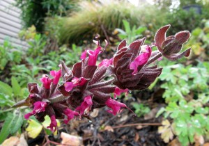salviaspathaceawet1 Salvia spathacea, Hummingbird Sage