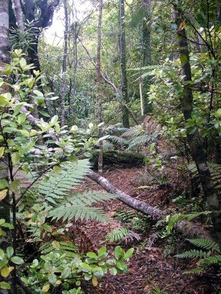 The Track