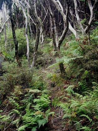 Start of the Track through the Gorse