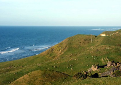 Sheep Grazing