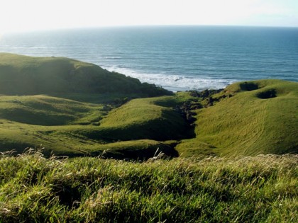 Pasture Grass