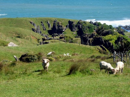 Merinos Grazing