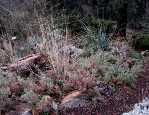 tildenbotepilobium California Fuchsia Planting