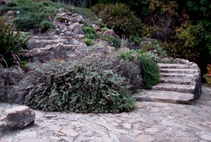 tildenbotstairs Coastal Bluff Planting