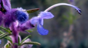 woollybluecurlscloseup Woolly Blue Curls, Trichostema lanatum