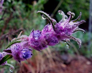woollybluecurlswet Woolly Blue Curls, Trichostema lanatum