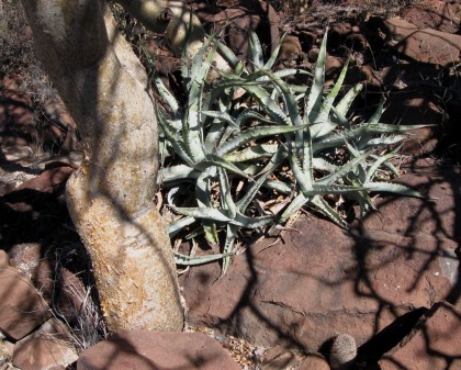 Agave cerulata subcerulata