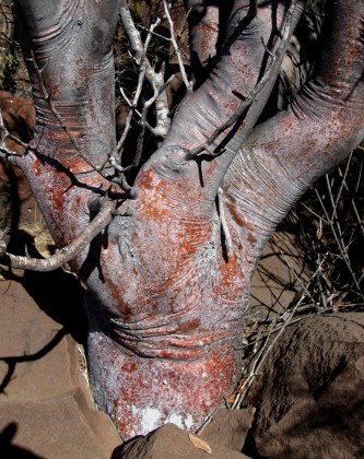 Bursera hindsiana, Red Elephant Tree Trunk